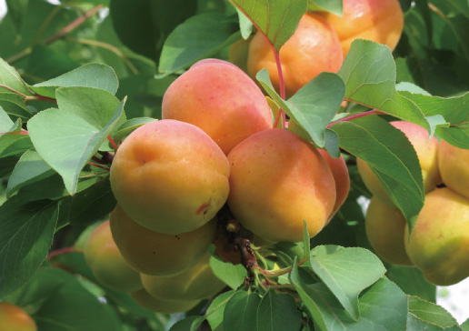 あんず油（アプリコットカーネルオイル）