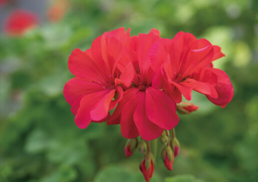 ゼラニウム油（ゼラニウムオイル）