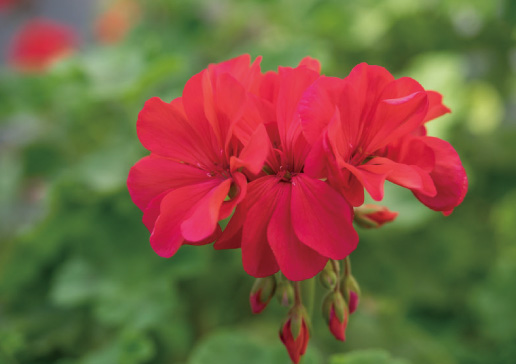 ゼラニウム油（ゼラニウムオイル）