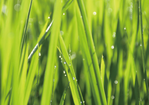 パルマローザ油（パルマローザオイル）