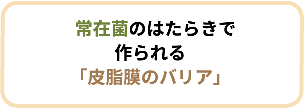 常在菌のはたらきで作られる「皮脂膜のバリア」